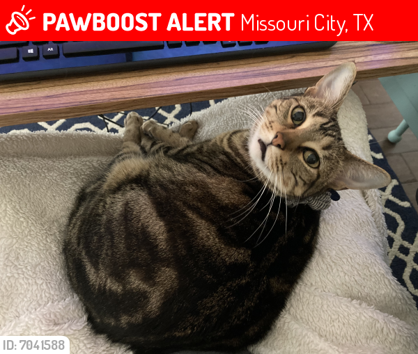Lost Female Cat last seen Steep Bank Trace, Missouri City, TX 77459