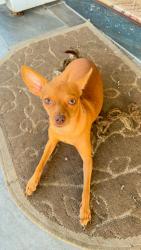 Lost Female Dog last seen Near SW 40th St West Park FL, West Park, FL 33023