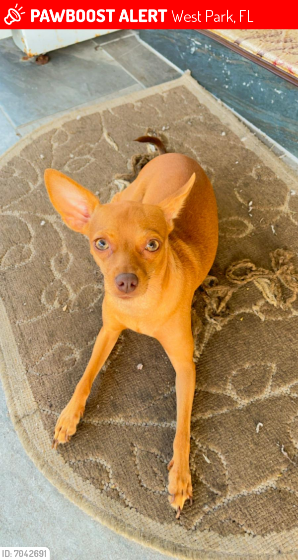 Lost Female Dog last seen Near SW 40th St West Park FL, West Park, FL 33023