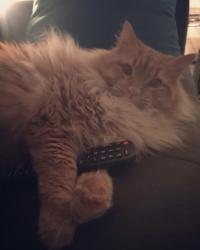 Lost Male Cat last seen Worthdale park , Raleigh, NC 27610