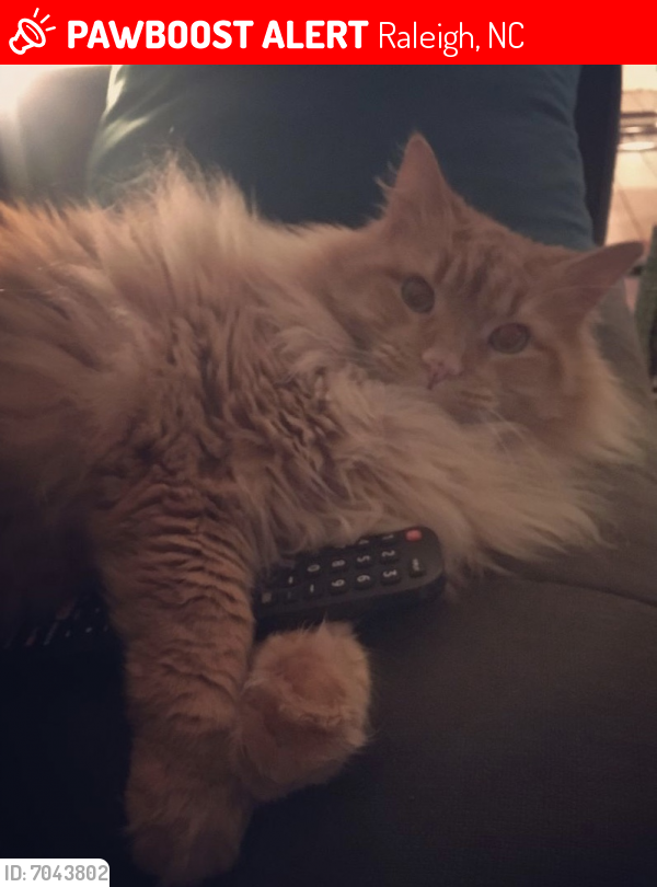 Lost Male Cat last seen Worthdale park , Raleigh, NC 27610