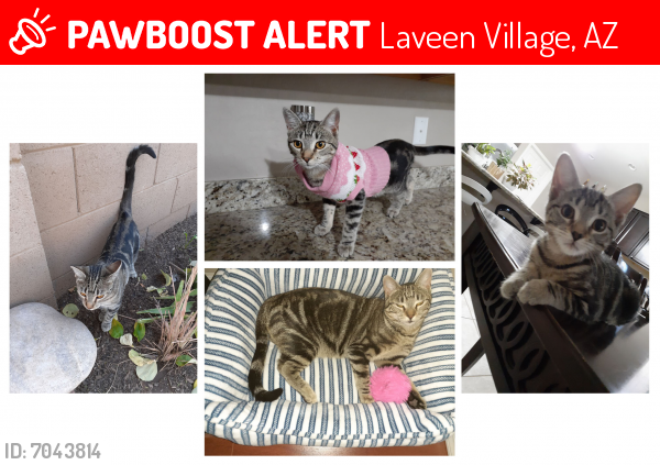 Lost Female Cat last seen West Glass Lane, Laveen, AZ 85339, Laveen Village, AZ 85339
