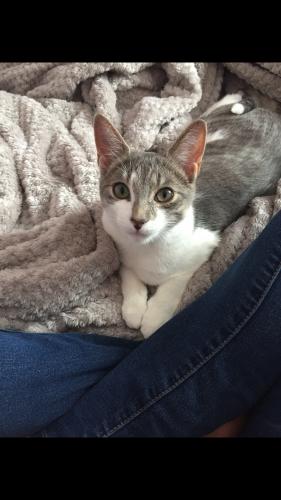 Lost Female Cat last seen Mapleview & Marsellus, Barrie, ON L4N