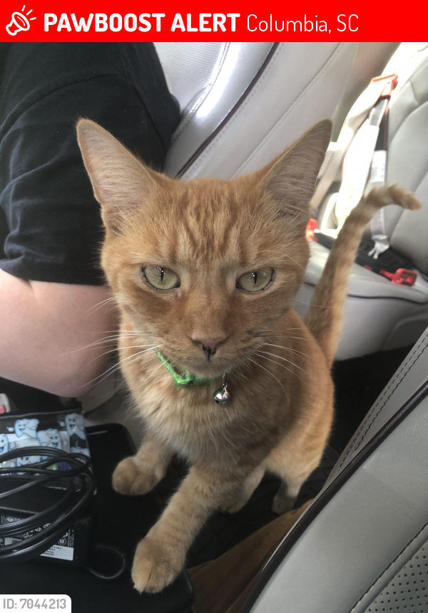 Lost Male Cat in Columbia, SC 29223 Named Jacks (ID 7044213) PawBoost