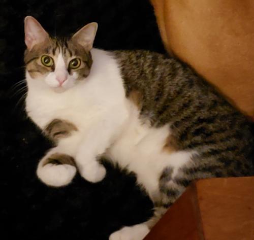 Lost Male Cat last seen Half Mile rd , Middle Island, NY 11953