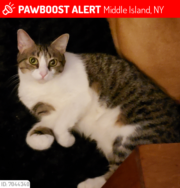Lost Male Cat last seen Half Mile rd , Middle Island, NY 11953