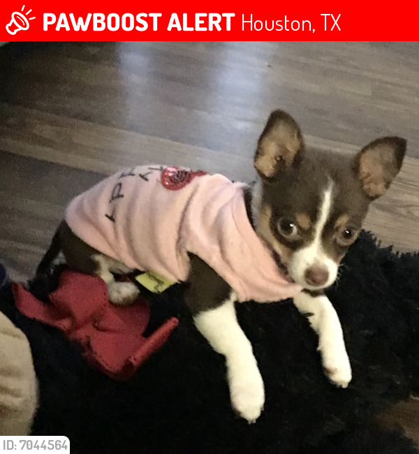 Lost Female Dog last seen Near Beechnut St Houston, TX  77036 United States, Houston, TX 77036