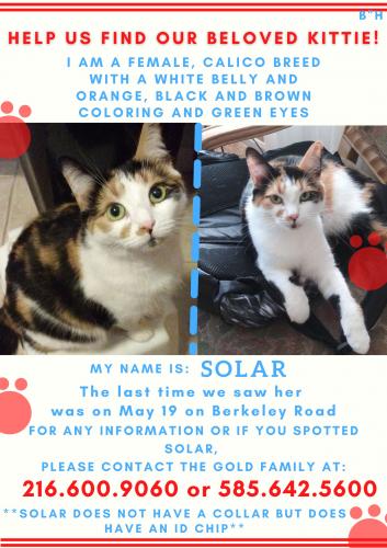 Lost Female Cat last seen Berkeley/Staunton, Berkeley/Maple, Cleveland Heights, OH 44118