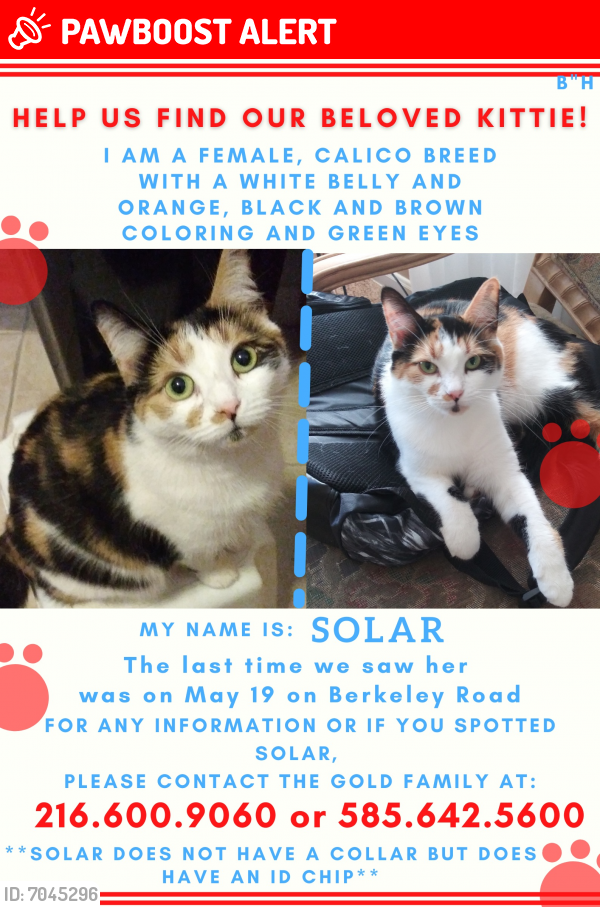 Lost Female Cat last seen Berkeley/Staunton, Berkeley/Maple, Cleveland Heights, OH 44118