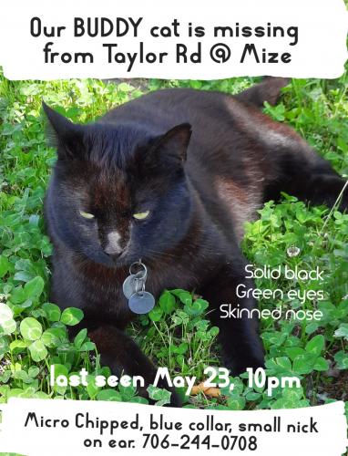 Lost Male Cat last seen Mize Road, Stephens County, GA 30577