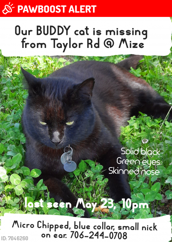 Lost Male Cat last seen Mize Road, Stephens County, GA 30577