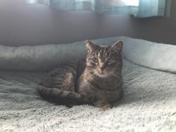 Lost Male Cat last seen Ina Ave & Hammel, Akron, OH 44306
