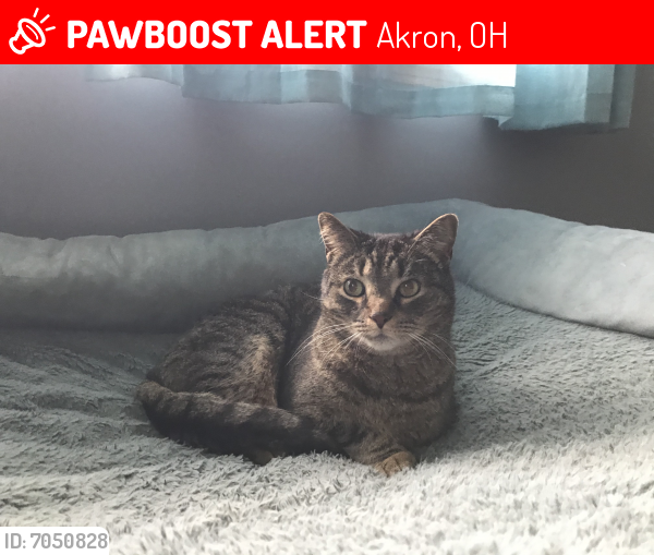 Lost Male Cat last seen Ina Ave & Hammel, Akron, OH 44306