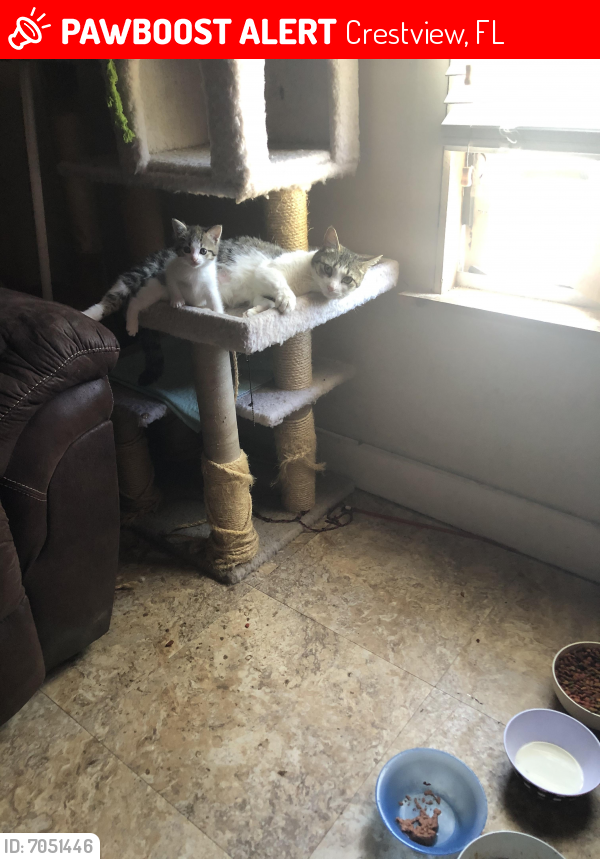 Lost Female Cat in Crestview, FL 32539 Named Alley And Mama (ID