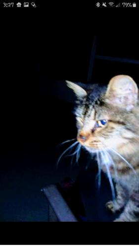 Lost Male Cat last seen Skiff drive & Sailboat drive , Pasco County, FL 34667
