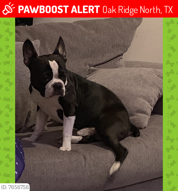 Lost Male Dog last seen Oak Ten- Pine Manor and Patsy, Oak Ridge North, TX 77385