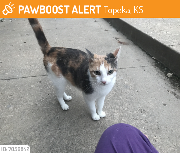 Found/Stray Female Cat in Topeka, KS 66612 (ID: 7056842) | PawBoost