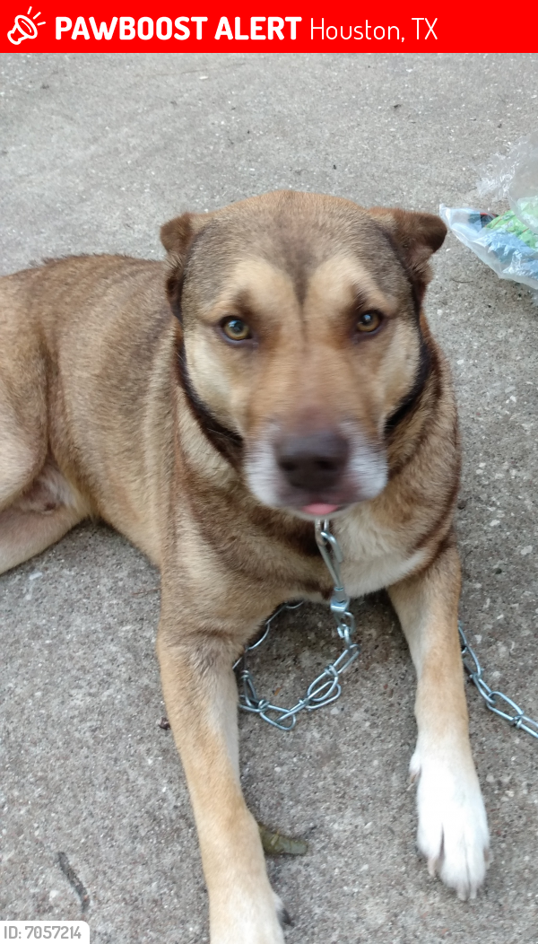 Lost Male Dog last seen Crosstimbers/Westfield, Houston, TX 77022