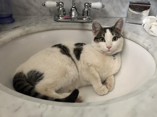 Lost Female Cat last seen Mitchell Elementary School on Comanche and Morris, Albuquerque, NM 87111