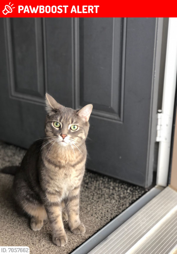 Lost Male Cat in Mississauga, ON L5M 0M8 Named Kerwin (ID 7057662) PawBoost