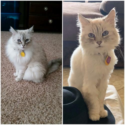 Lost Female Cat last seen N 83rd Ave and Jomax Rd, Peoria, AZ 85383