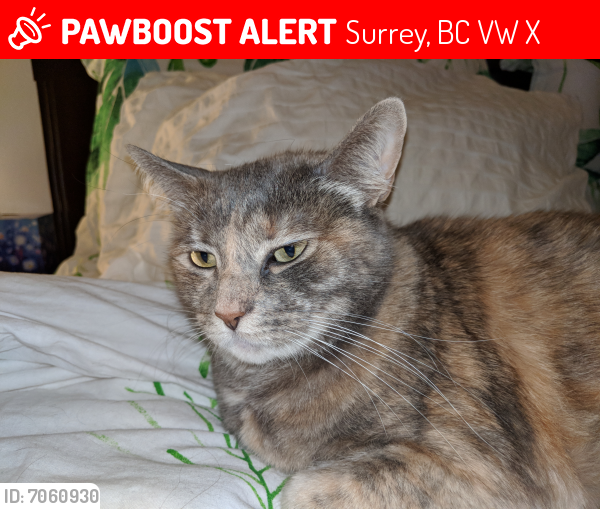 Lost Female Cat last seen King George Blvd and 68th Avenue , Surrey, BC V3W 6X6