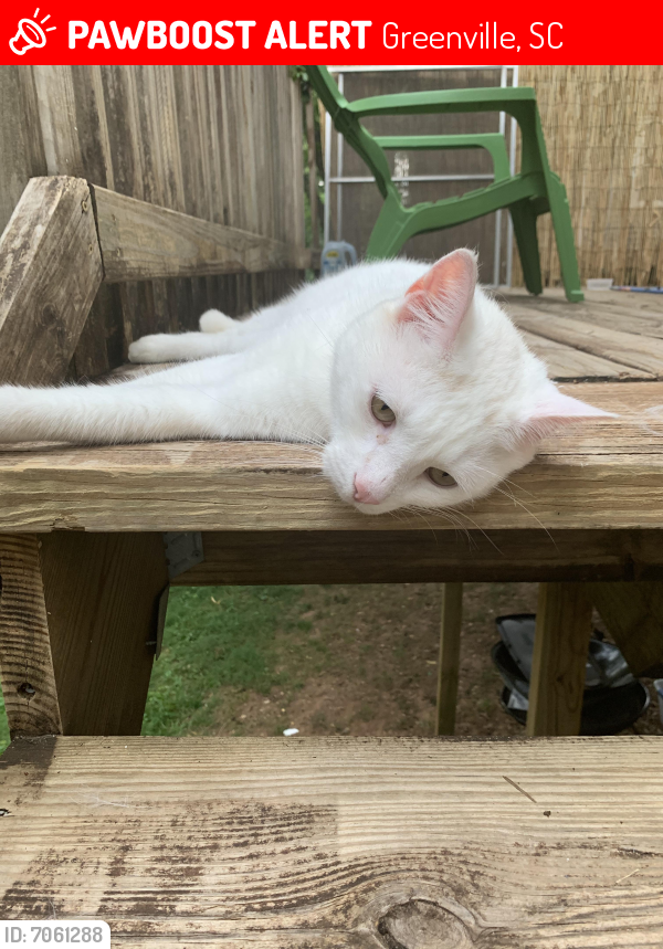 Lost Male Cat last seen Converse Street and Hillside in Overbrook, Greenville, SC 29607