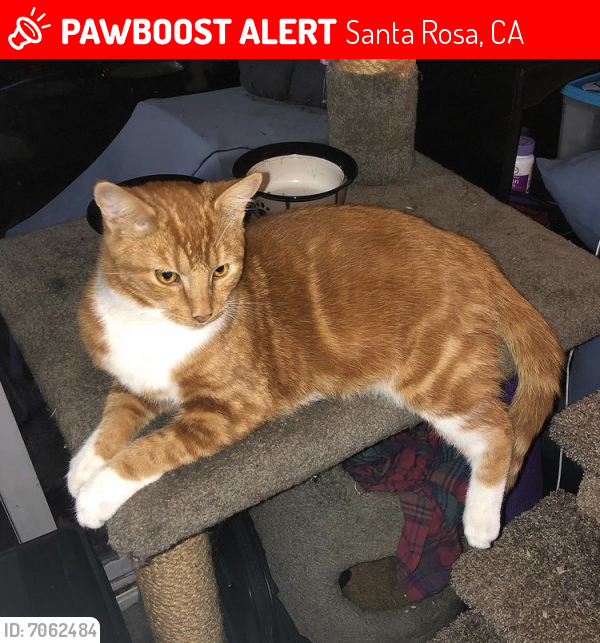 Lost Male Cat last seen Near Belmont ct, Santa Rosa, CA 95404