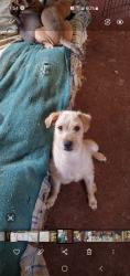 Lost Female Dog last seen 64th, Oakland, CA 94605