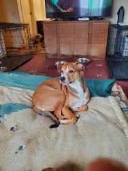 Lost Female Dog last seen Hegenberger in Oakland, Oakland, CA 94621