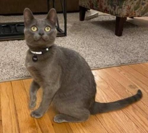 Lost Male Cat last seen Halsted & Diversey, Chicago, IL 60657
