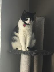 Lost Female Cat last seen Heritage Lane 2, St. Albert, St. Albert, AB 