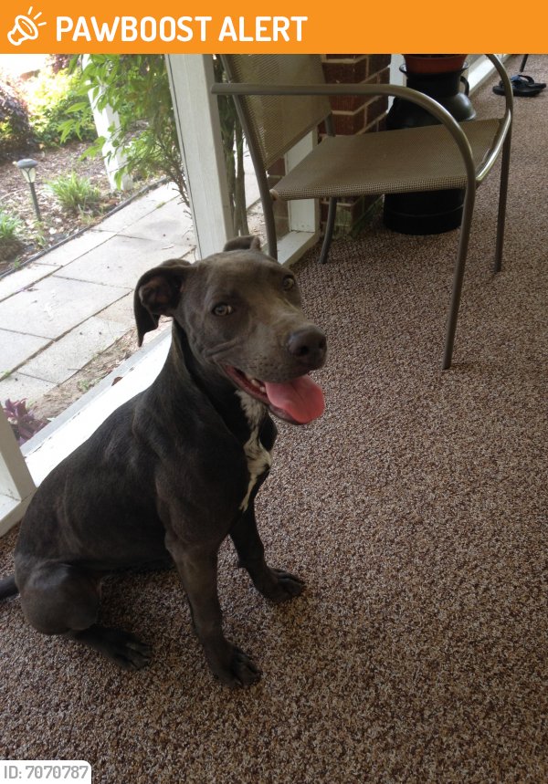 Rehomed Female Dog in Brunswick County, NC 28420 (ID 7070787) PawBoost