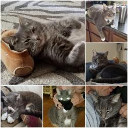 Lost Male Cat last seen Fort Sam Houston, San Antonio, TX 78234