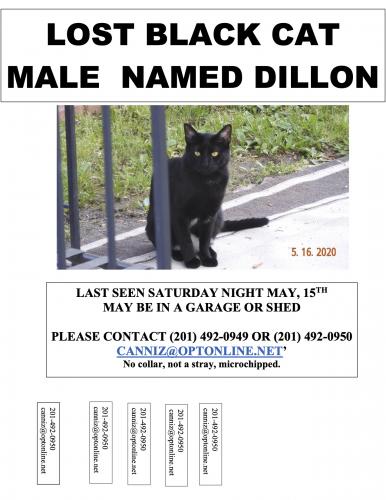 Lost Male Cat last seen Harrison Ave , Little Falls, NJ 07424
