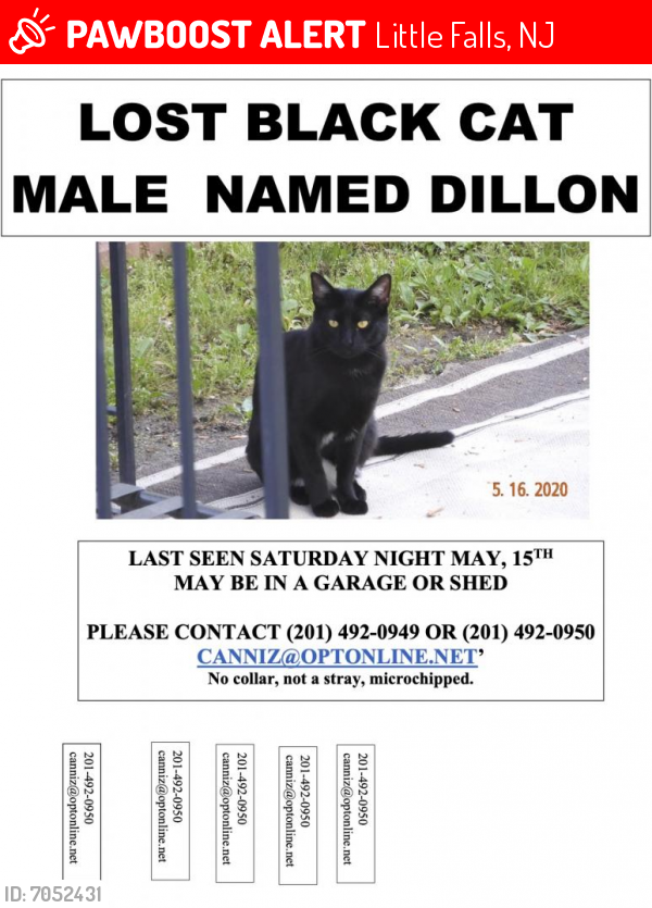 Lost Male Cat last seen Harrison Ave , Little Falls, NJ 07424