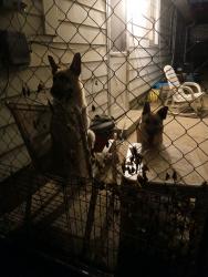 Reunited Unknown Dog last seen Shelby street and Sumner, Indianapolis, IN 46227