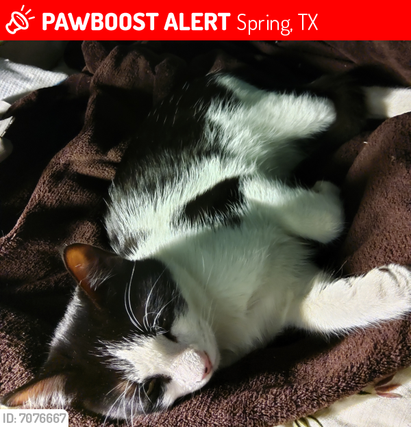 Lost Male Cat last seen Kuykendahl, spring Tx, Spring, TX 77379