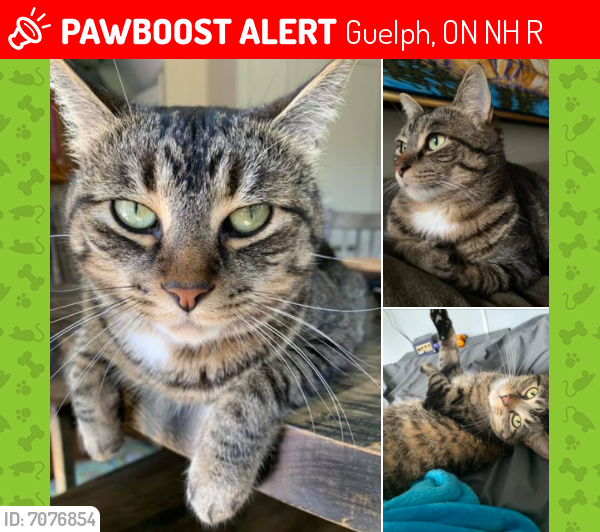 Lost Male Cat In Guelph, ON N1H 6R3 Named Bruce (ID: 7076854) | PawBoost