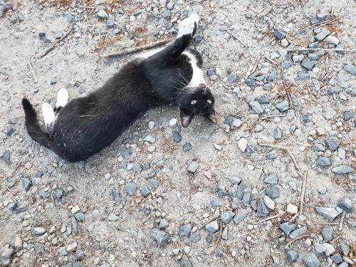 Lost Male Cat last seen Near Gimbert Dr., Virginia Beach, VA 23452