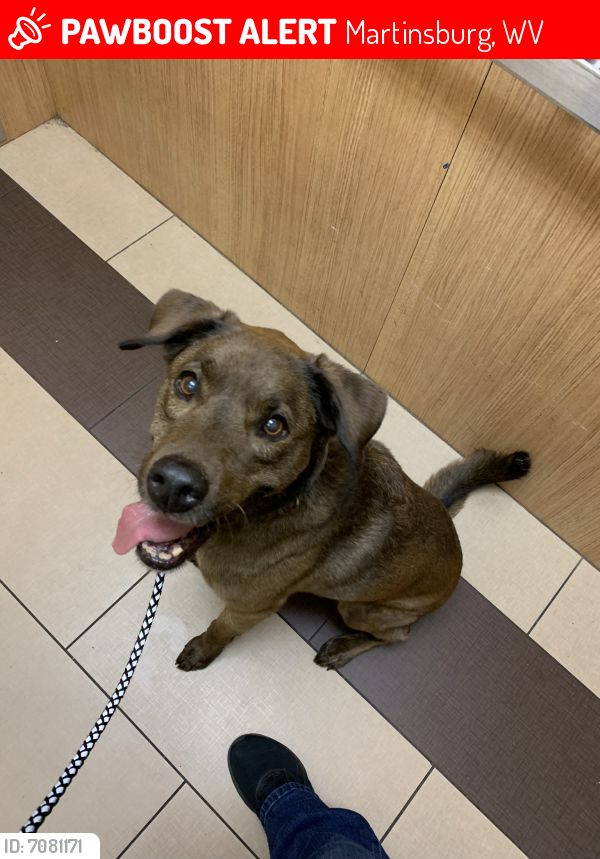 Lost Female Dog in Martinsburg, WV 25401 Named Bailey (ID 7081171