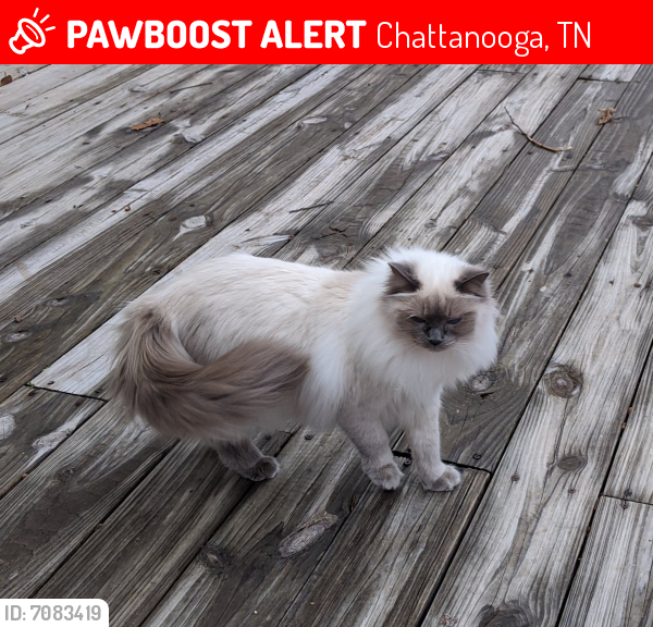 Lost Female Cat in Chattanooga, TN 37421 Named Chloe (ID 7083419