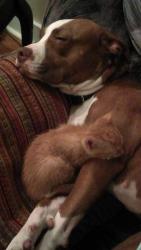 Reunited Female Dog last seen Tennessee High School, Bristol, TN 37620