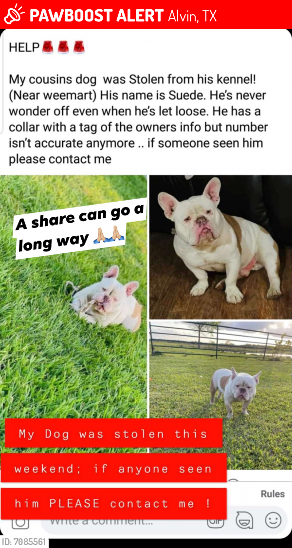 Lost Male Dog last seen Near , Alvin, TX 77511