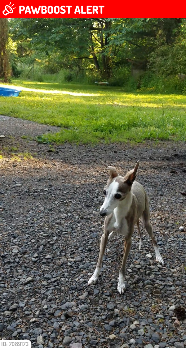Lost Female Dog last seen Wand Rd Troudale, Oregon , Multnomah County, OR 97060