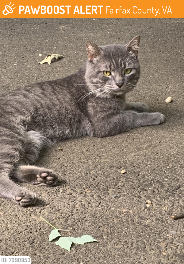 Surrendered Male Cat last seen Ollie , Fairfax County, VA 22032
