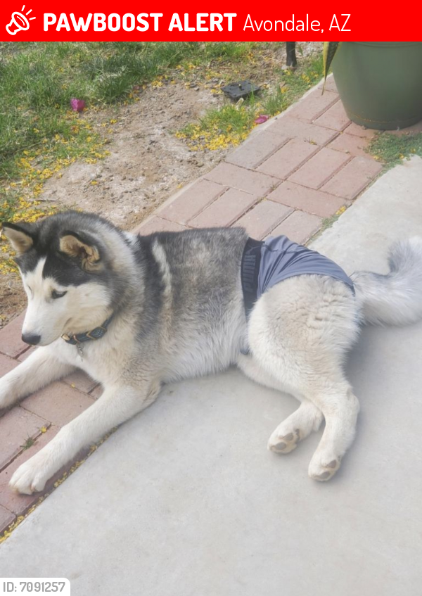 Lost Female Dog last seen Fulton ests Avondale Az, Avondale, AZ 85392