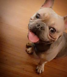 Reunited Male Dog last seen Dollar Tree, Quincy Ave, Quincy MA, Quincy, MA 02169