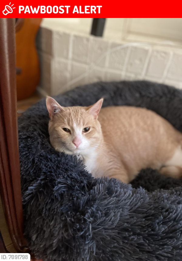 Lost Male Cat last seen Hoskins and McNair, North Vancouver, BC V7K 2R2