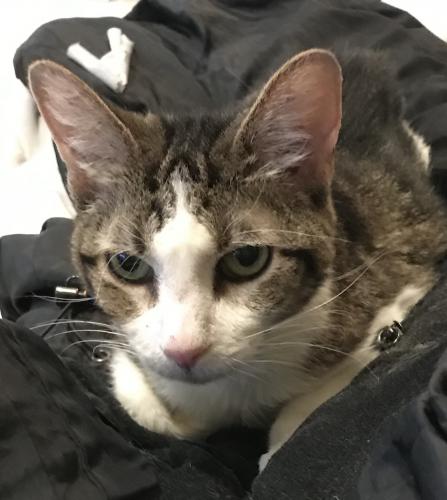 Lost Female Cat last seen Near W Grant St, Minneapolis, MN 55403